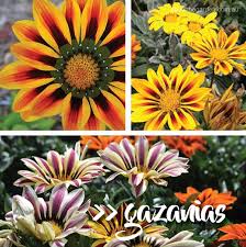 See more ideas about african plants, plants, planting flowers. The Types Of Daisies About The Garden Magazine