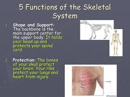 It's pretty exciting to think about where we've come from and we're even more excited to think about what we have planned in the years to come. The Skeletal System 5 Functions Of The Skeletal System 1 Shape And Support The Backbone Is The Main Support Center For The Upper Body It Holds Your Ppt Download