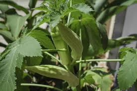Nowadays it is grown even in the mediterranean, central american and caribbean regions. Lady Finger Plant Diseases Pests Spacing Okra Bhindi Gardening Tips