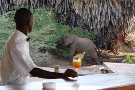 Explore.org is the world's leading philanthropic live nature cam network and documentary film channel. Maneaters Tsavo Updated 2021 Prices