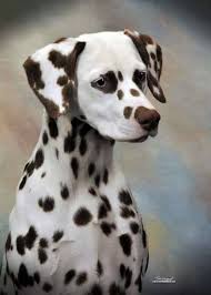 Daily Aww 20 Photos Famepace Dalmatian Dogs Dalmatian Puppy Dog Breeds