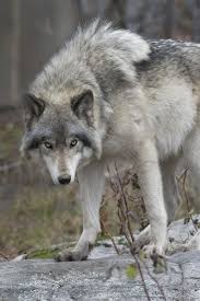 His powers are enhanced strength, speed and agility. Images Of Canadian Timber Wolves Size