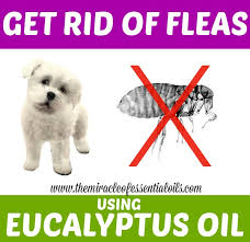 Flea Control Eucalyptus Oil For Fleas On Dogs The Miracle Of Essential Oils