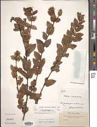 Image result for Ancylobothrys scandens