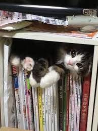 curled up with a book or two cute kittens kedi esprileri sevimli kediler