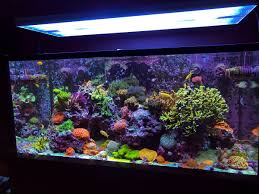 A Reputable Auto Water Change System Join This Conversation On R2r Photo Rick 45cal Https W In 2020 Saltwater Aquarium Saltwater Aquarium Fish Marine Fish Tanks