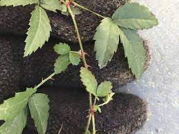 The most common type of poison oak, known as western poison oak, grows most commonly along the pacific coast in oregon, washington, and california. Vine Growing On Historic House Steps Red Thorns Not Poison Ivy