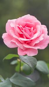 Download and use 70,000+ rose flower stock photos for free. Pink Rose Pink Rose Love Hd Mobile Wallpaper Peakpx