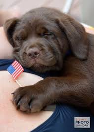 Labrador Retrievers Love The 4th Of Jul Labrador Retrievers Love The 4th Of July Labradorretriever Cute Animals Labrador Retriever Cute Animal Videos