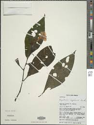 Image result for Asystasia vogeliana