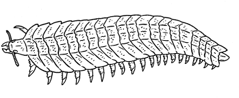 Maybe you would like to learn more about one of these? Prehistoric Monsters Giant Centipede By Pristichampsus On Deviantart