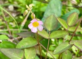 Image result for Oxalis barrelieri