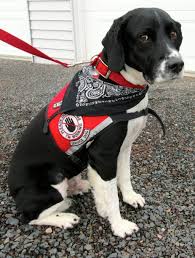 You have two options for training your dog to become a service animal. Please Do Not Make Your Dogs Pretend To Be Service Dogs Psychiatric Service Dog Service Dogs Service Dogs Gear