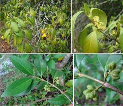 Image result for Rytigynia sp. C