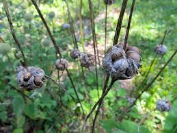 Leaving garlic in the ground. Growing Garlic From Seed Top Setting Bulbils
