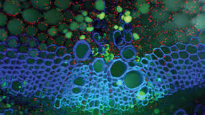 Cellular antioxidants influence plant growth and development by modulating processes from mitosis and cell elongation to senescence and death cell ph, regarded as the master variable in plant physiology, has been extensively studied and reviewed (kurkdjian and guern 1989; Plant And Cell Physiology Oxford Academic