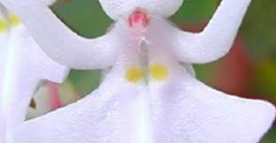 Image result for Impatiens bequaertii