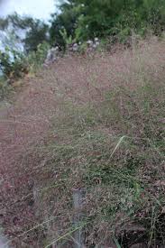 Image result for Eragrostis homblei