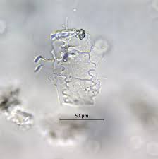 Image result for Olyra latifolia