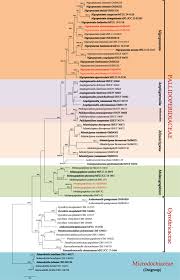 Image result for Sericanthe sp. A (Nyanga taxon)