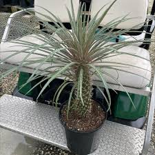 Image result for Pachypodium