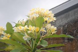 Bunga kamboja atau dikenal dengan nama plumeria memang terkenal menjadi bunga mistis di indonesia. Kamboja Perlancar Air Seni Harian Merapi