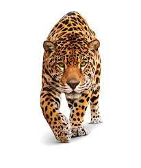 Cheetah Png Leopard Cheetah Free Png Image Jaguar Jaguar Animal Animals