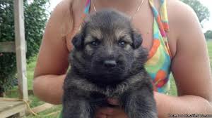 Check out these cuties from top breeders! German Shepherds For Sale For Sale Kentucky