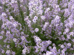 Image result for Selago albomarginata