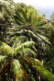 Image result for Cycas thouarsii