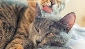 Every cat has an individual personality which will vary when introduced to another. How Long Does It Take For A Cat To Get Used To A Dog Rehome By Adopt A Pet Com