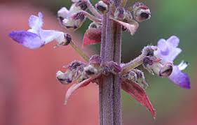 Image result for Coleus sessilifolius