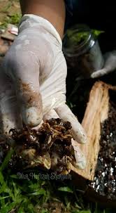 Lalat askar hitam yang dewasa hidup dalam jangka hayat yang singkat hanya untuk bertemu pasangannya bagi menghasilkan telur. Nur Hafizah Sharudin S Blog Black Soldier Fly Bsf Antara Potensi Dan Ancaman