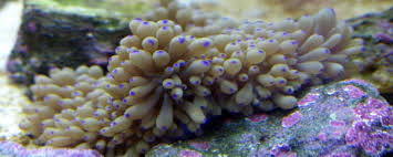 Image result for Aneilema spekei