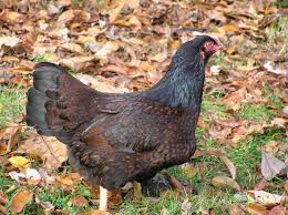 Explore a wide range of the best game hen on aliexpress to besides good quality brands, you'll also find plenty of discounts when you shop for game hen during. Indian Game Wikipedia