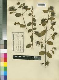 Image result for Combretum cinereopetalum