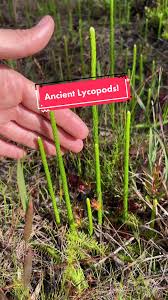 Image result for Lycopodiella caroliniana