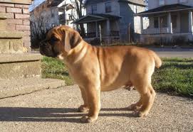 Boerboel Is An Angry Dog All Interesting About South