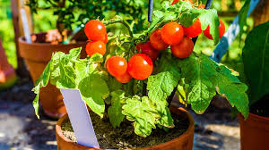 It is possible to grow tomatoes (solanum lycopersicum) indoors and harvest even in the middle of winter. Growing Tomatoes In Pots Indoors 9 Tips Garden Season