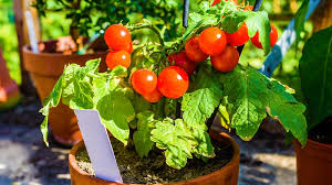 Maybe you would like to learn more about one of these? Growing Tomatoes In Pots Indoors 9 Tips Garden Season