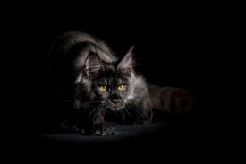 Téléchargez un fond d'écran chats pour votre ordinateur: Chats Et Chatons Fonds D Ecran Hd