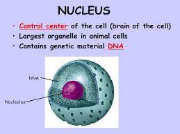 Nucleus is the largest organelle in the animal cell, covering upto 10% of the total cell volume. Cell Organelles Fill In The Blanks As You View The Power Point Ppt Video Online Download