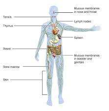 Lawdowsky undowsjannikow, grundlage zum studium der mikroskopischen anatomie des menschen und tieres. What Are The Organs Of The Immune System Informedhealth Org