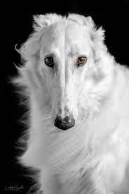Borzoi, the russian wolfhound, is the most aristocratic russian dog breed. By Andrea Willers Dog Breeds Borzoi Dog Beautiful Dogs