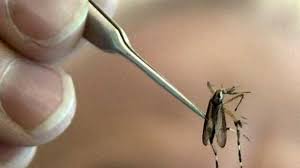 Daher tritt die erkrankung vor allem während der warmen saison (juni bis september) auf. Mosquitoes Carrying West Nile Virus Detected In Oklahoma County Health Officials Say