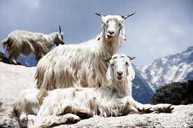 普段「編み物」で使っている糸は何の動物の毛から？ 獣毛繊維に学ぶ、種類と特性 - ニッティングバード