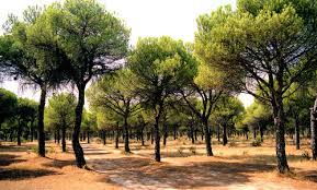Pinares | bienvenido a lo desconocido. Pinares Que Arrasan La Biodiversidad O El Pensamiento Unico Version Bosque Isabel Fernandez Del Castillo
