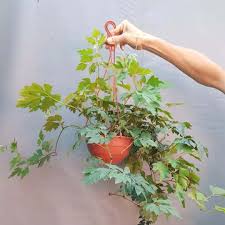 Image result for Cissus rubiginosa