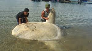 Taukah kamu bahwa perairan di dunia baru 5% yang terjamah oleh manusia. Lipi Segera Ungkap Pemicu Kematian Massal Ikan Laut Dalam Di Ambon