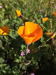 Choose from a variety of colours & types. Best Places To See Wildflowers In Orange County Socal Field Trips